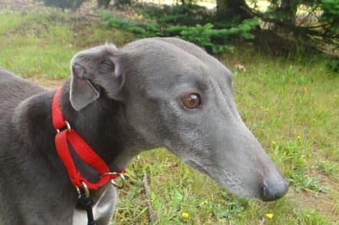 Whippet Puppies breeder image 1