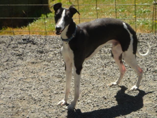 Whippet Puppies breeder image 3