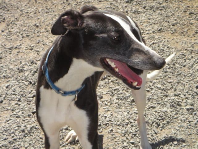 Whippet Puppies breeder image 4