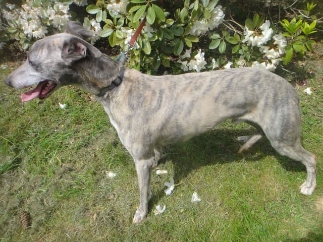 Whippet Puppies media 2
