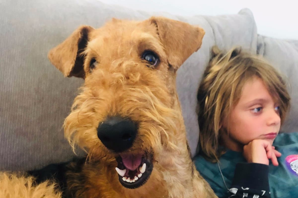 Mar Vista Airedales in Southern. California breeder image 6
