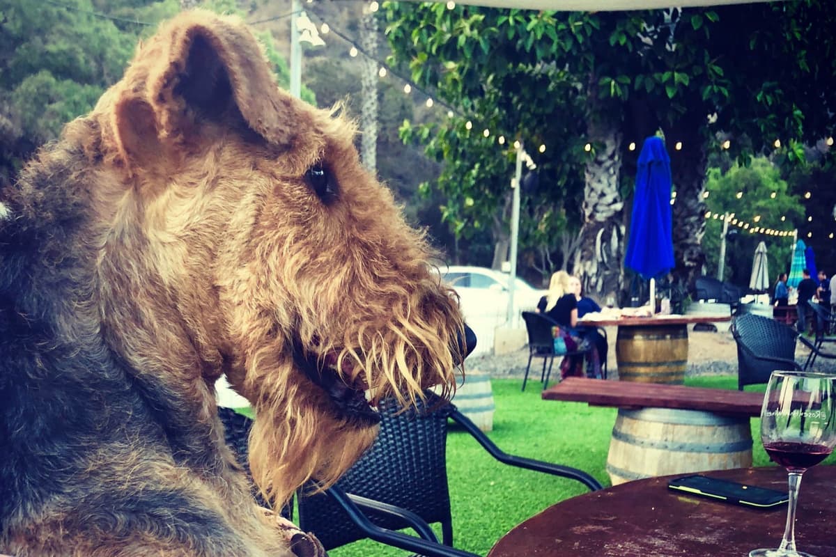 Mar Vista Airedales in Southern. California breeder image 9