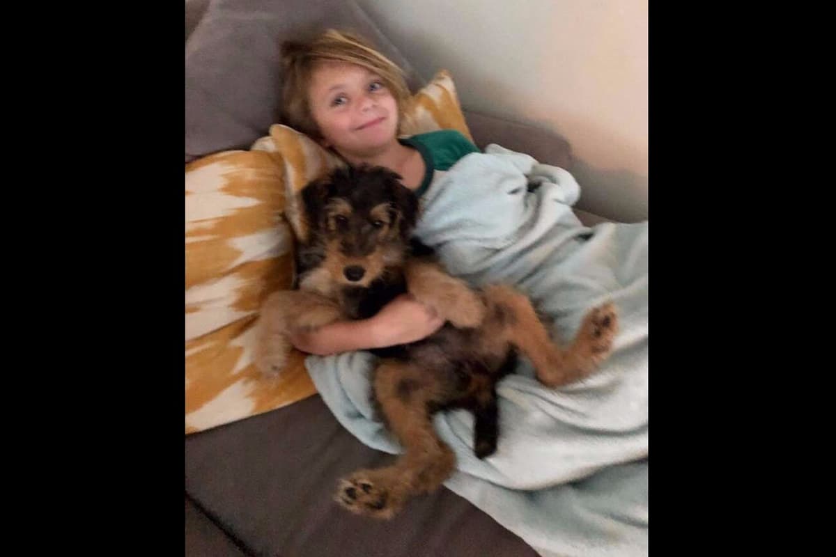 Mar Vista Airedales in Southern. California breeder image 12