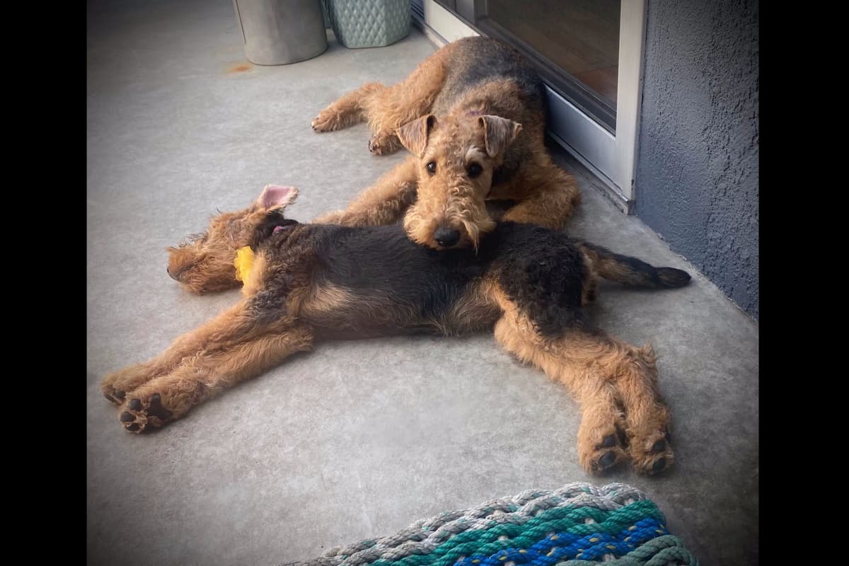 Mar Vista Airedales in Southern. California breeder image 13