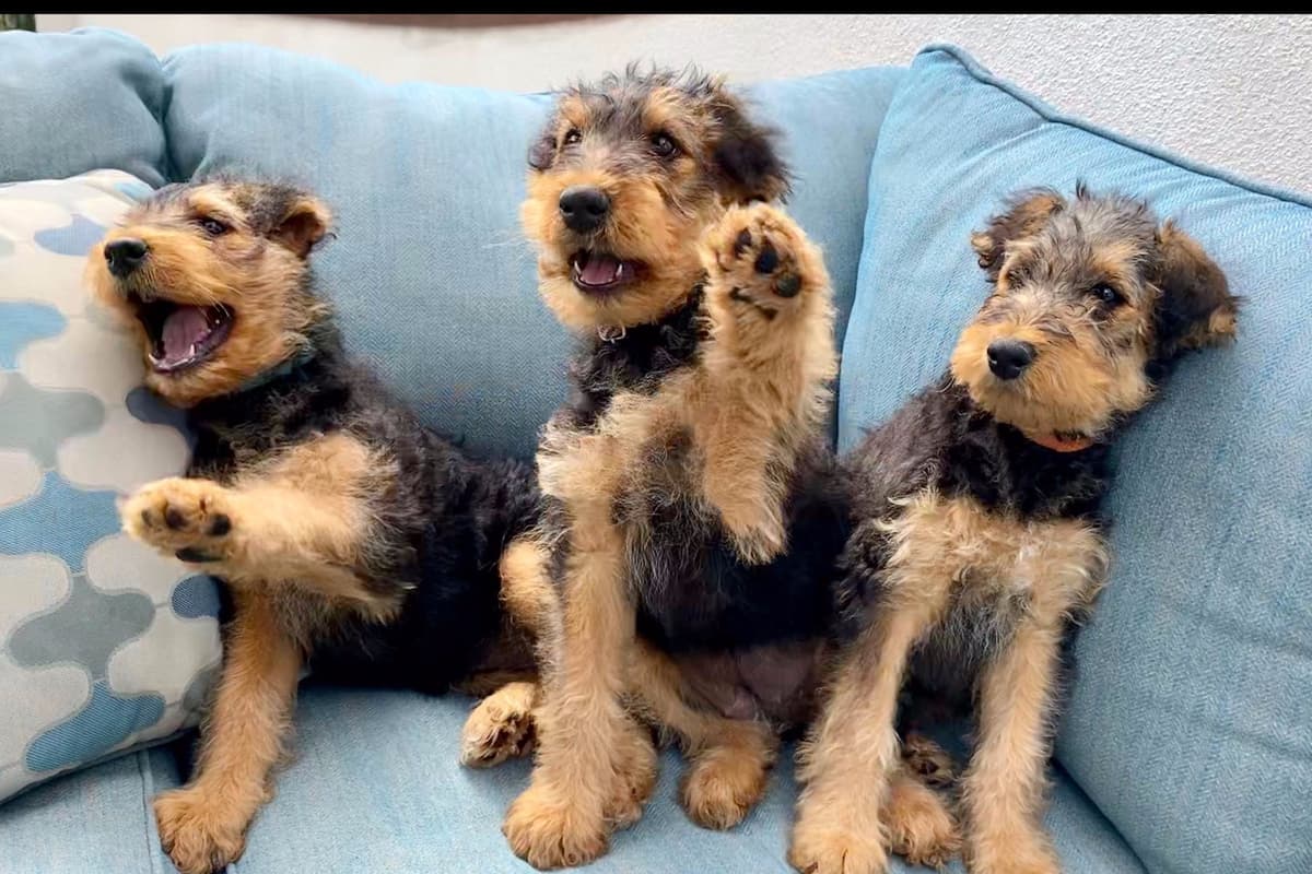 Mar Vista Airedales in Southern. California breeder image 14