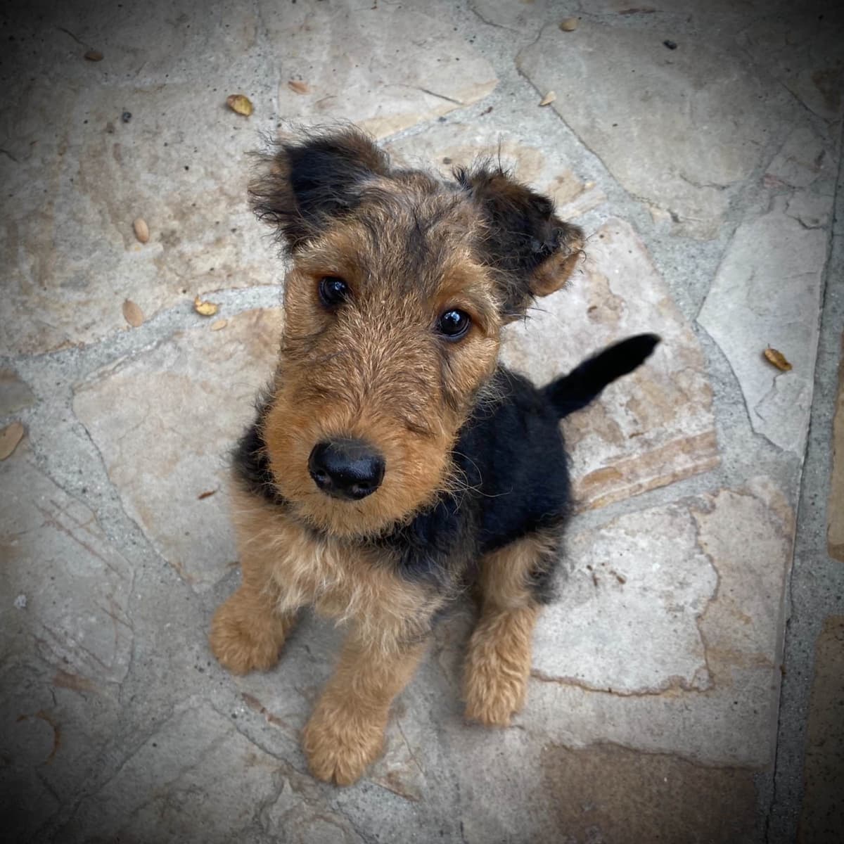Mar Vista Airedales in Southern. California breeder image 15