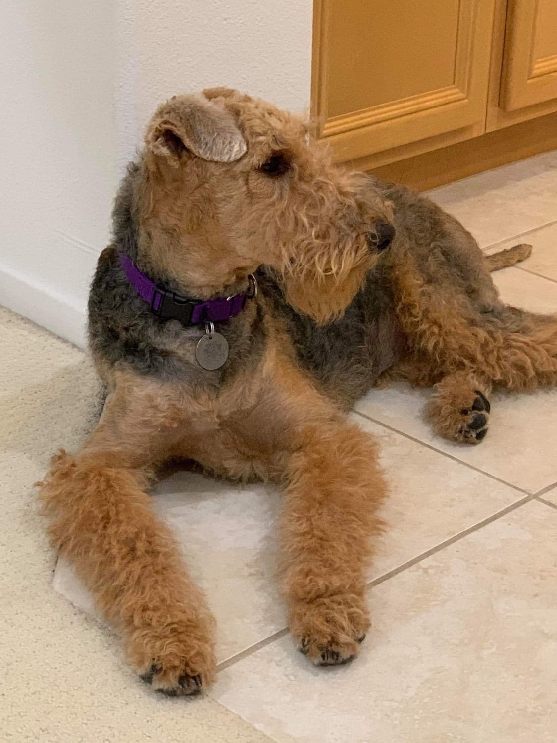 Mar Vista Airedales in Southern. California breeder image 16