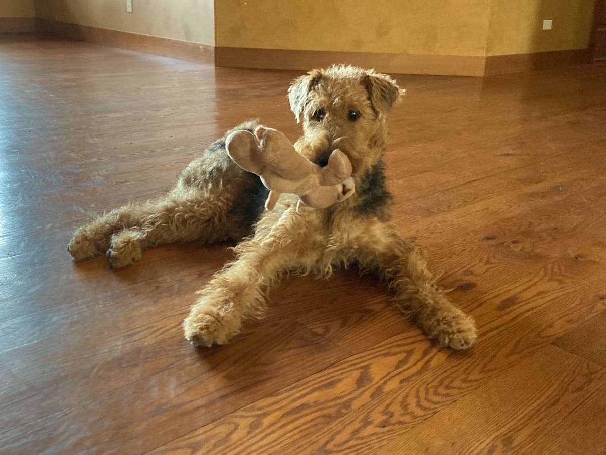Mar Vista Airedales in Southern. California breeder image 19