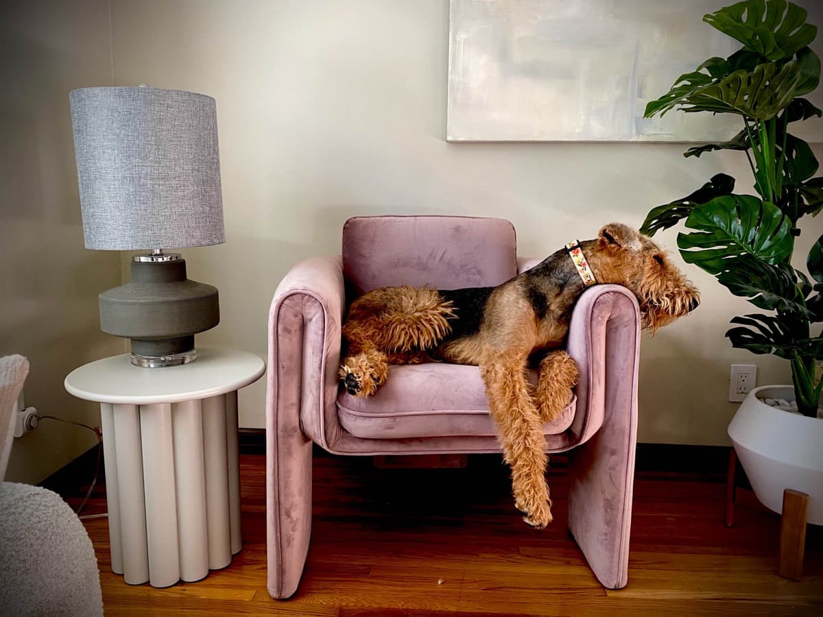 Mar Vista Airedales in Southern. California breeder image 21