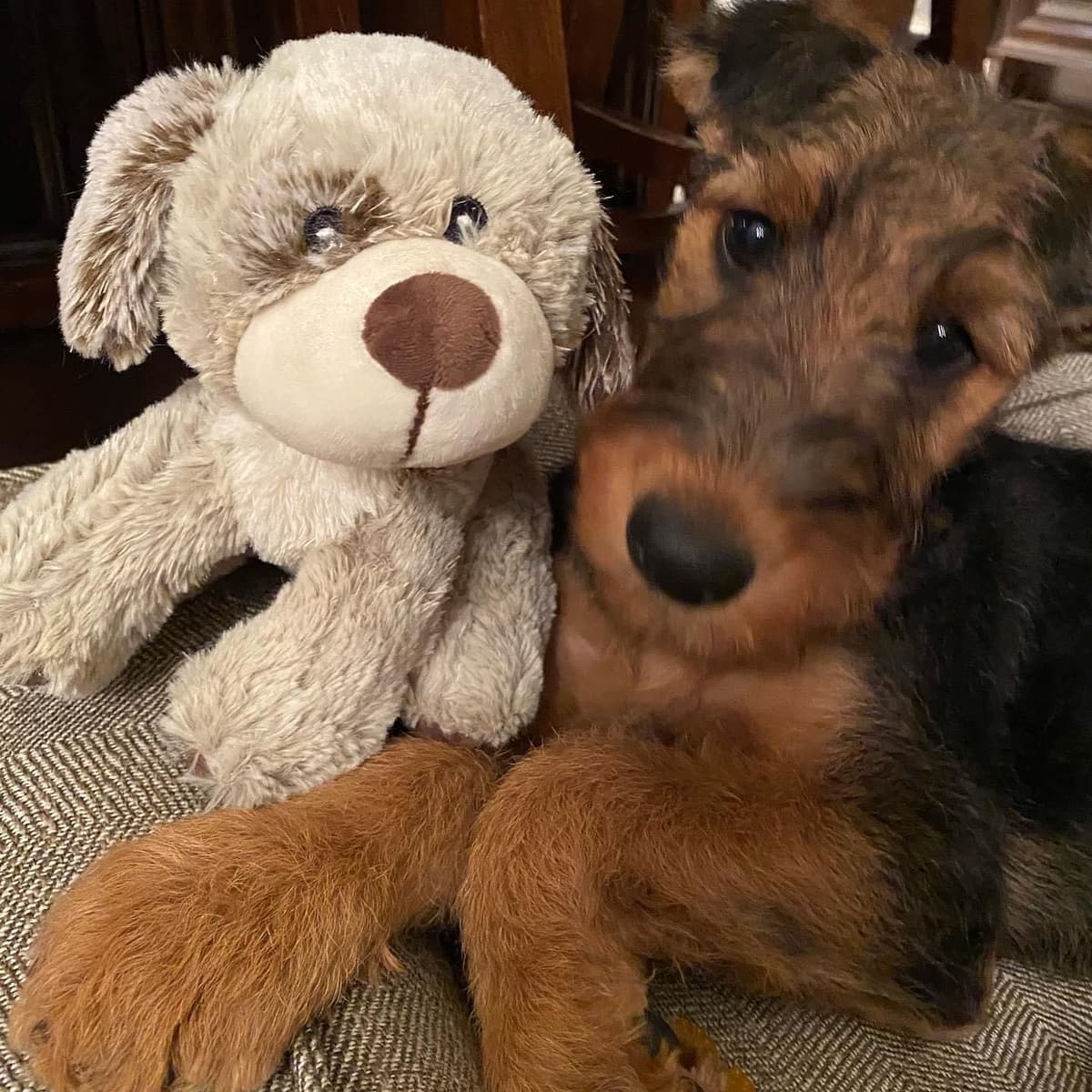 Mar Vista Airedales in Southern. California breeder image 17