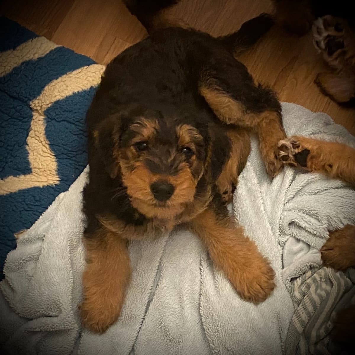 Mar Vista Airedales in Southern. California breeder image 18