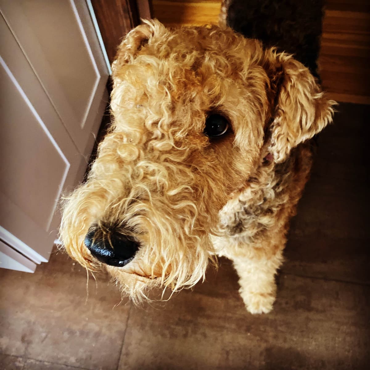 Mar Vista Airedales in Southern. California breeder image 20