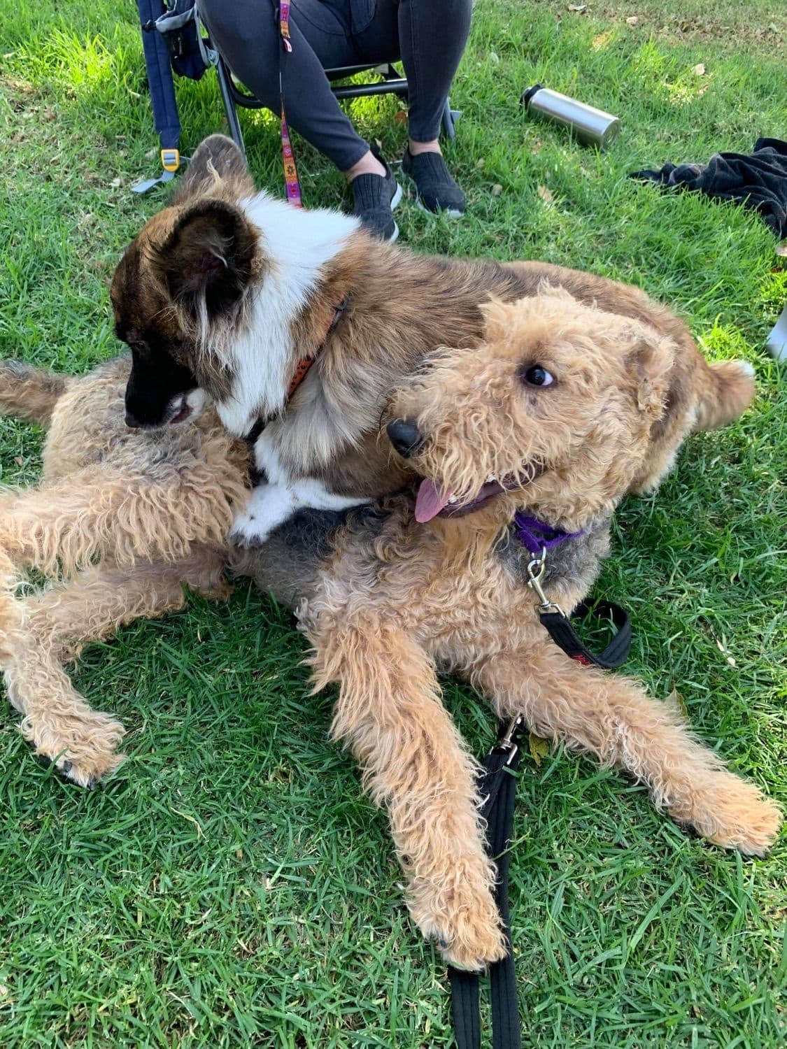 Mar Vista Airedales in Southern. California breeder image 24