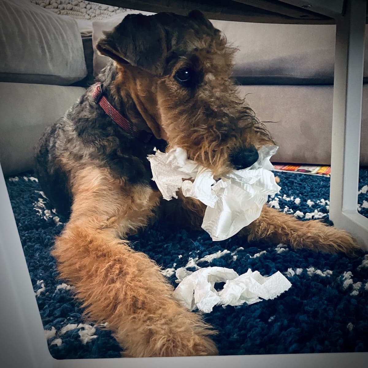 Mar Vista Airedales in Southern. California breeder image 23