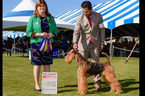 Mar Vista Airedales in Southern. California breeder image 3