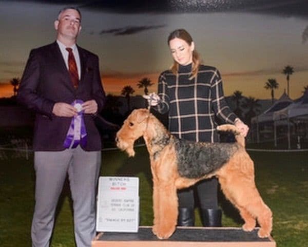 Mar Vista Airedales in Southern. California breeder image 25