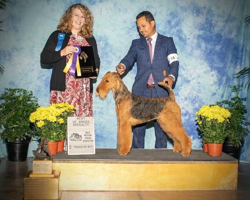 Mar Vista Airedales in Southern. California breeder image 26