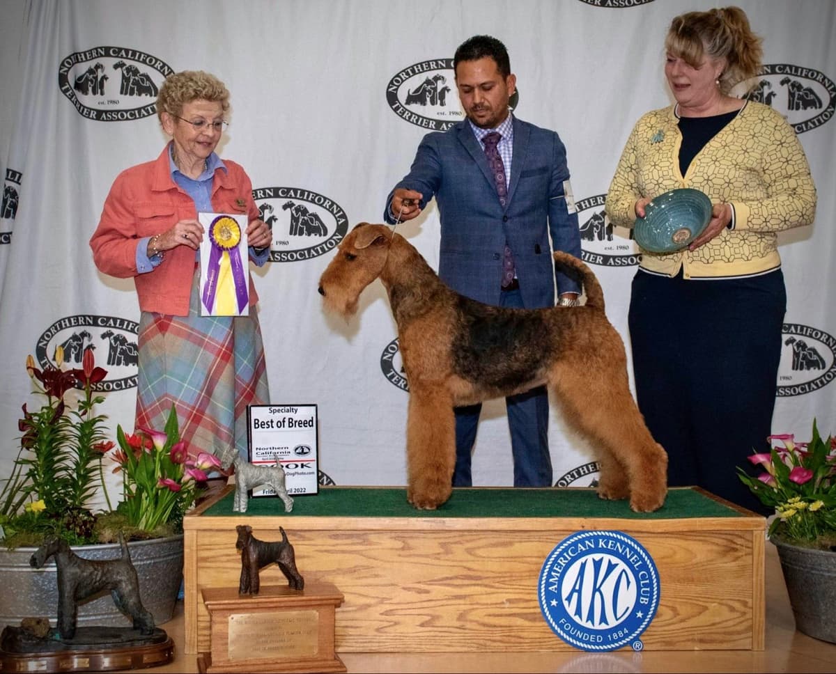 Mar Vista Airedales in Southern. California breeder image 2