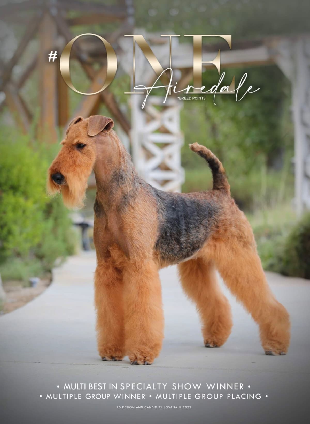 Mar Vista Airedales in Southern. California breeder image 27