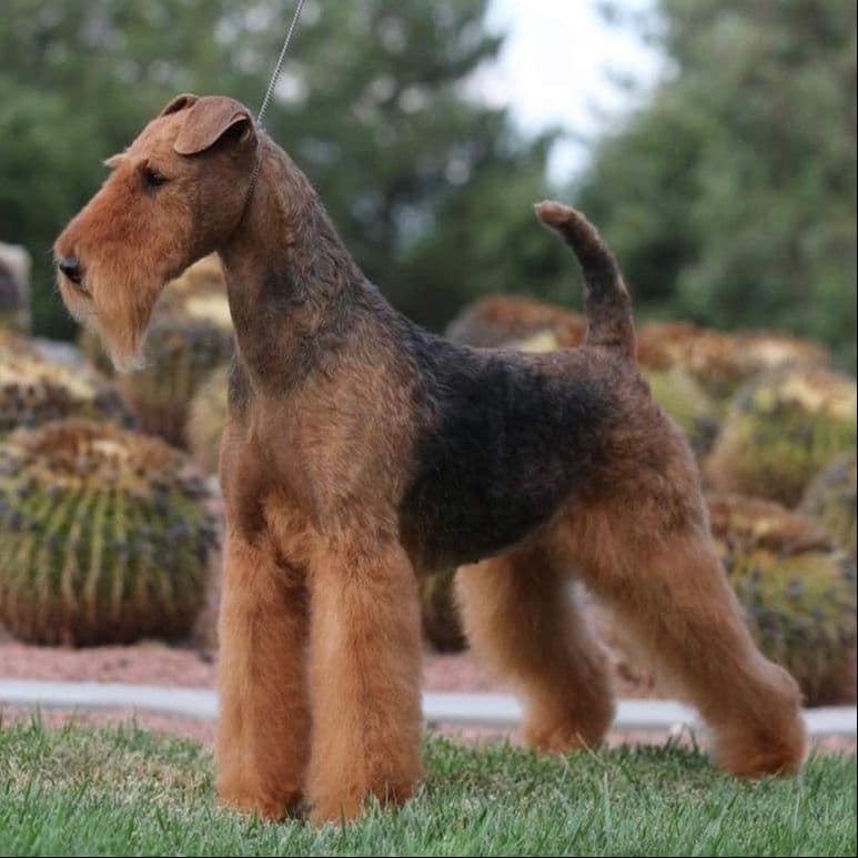 Mar Vista Airedales in Southern. California breeder image 29