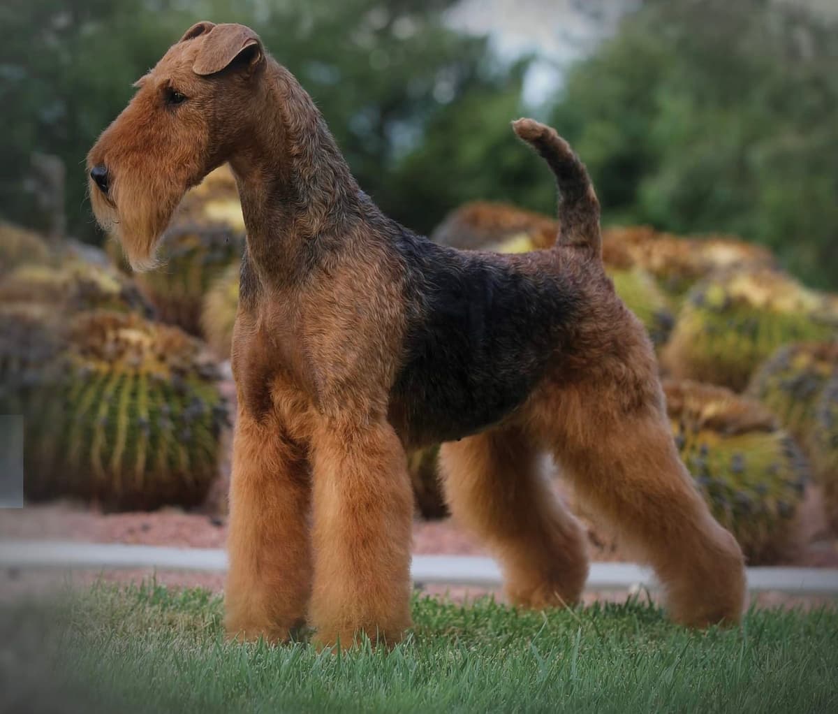 Mar Vista Airedales in Southern. California breeder image 1