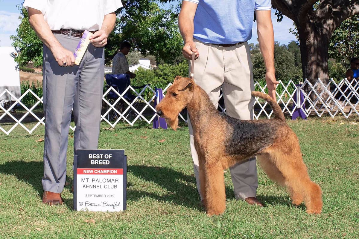 Mar Vista Airedales in Southern. California breeder image 30