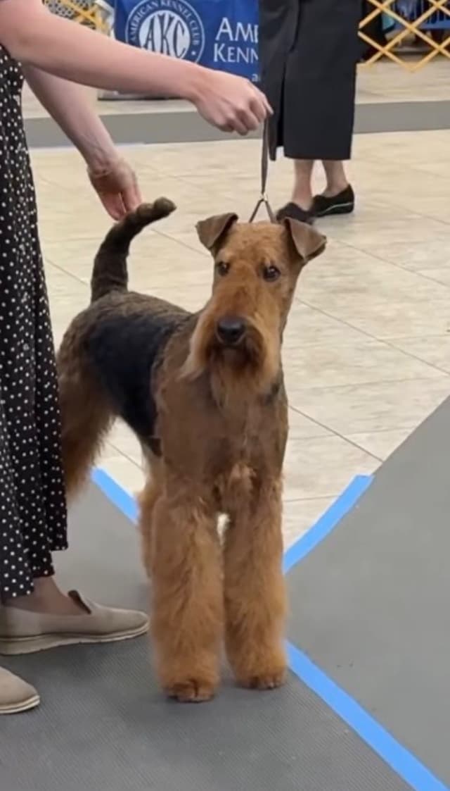 Mar Vista Airedales in Southern. California media 2