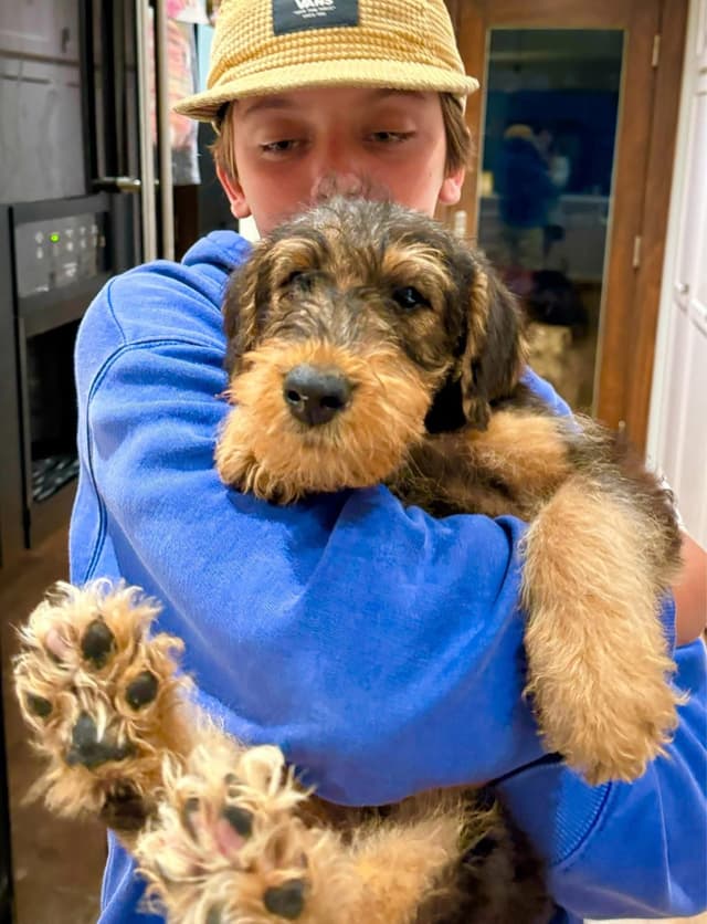 Mar Vista Airedales in Southern. California media 3