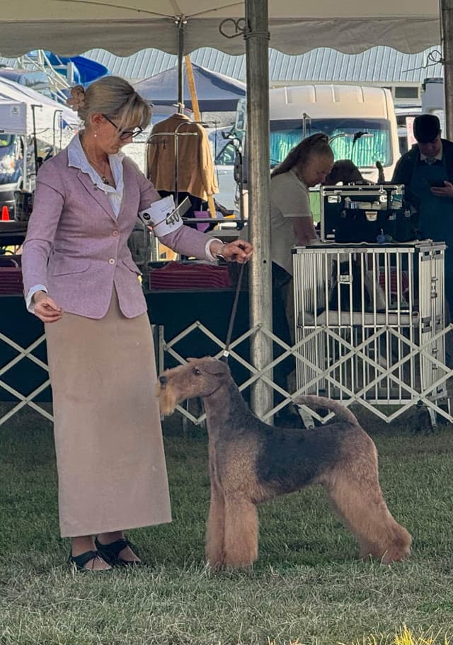 Mar Vista Airedales in Southern. California media 4