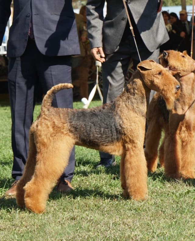 Mar Vista Airedales in Southern. California media 6
