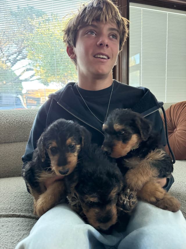 Mar Vista Airedales in Southern. California media 9
