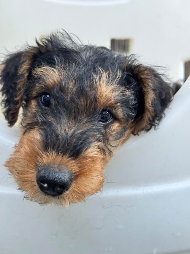 Mar Vista Airedales in Southern. California media 10