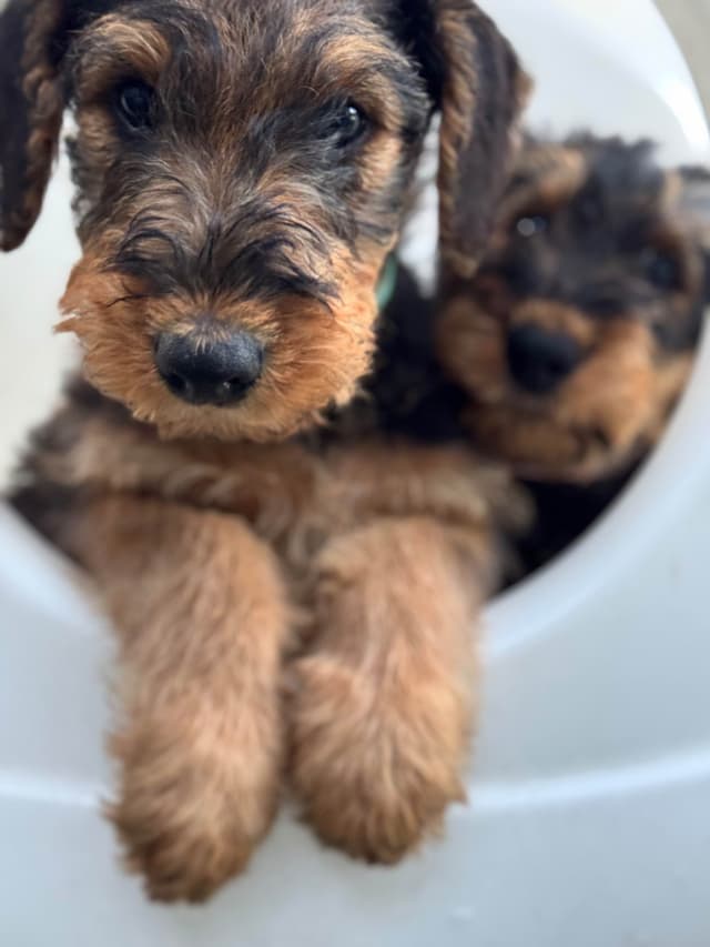 Mar Vista Airedales in Southern. California media 11