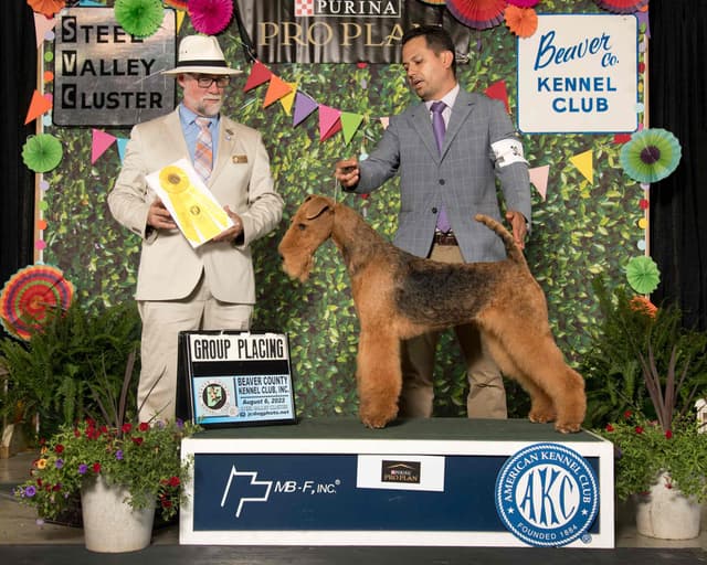 Mar Vista Airedales in Southern. California media 13