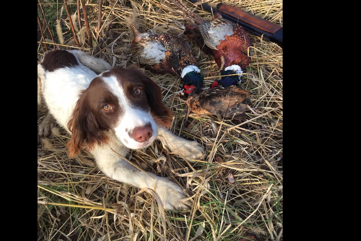 English Springer Spaniel Puppies breeder image 2