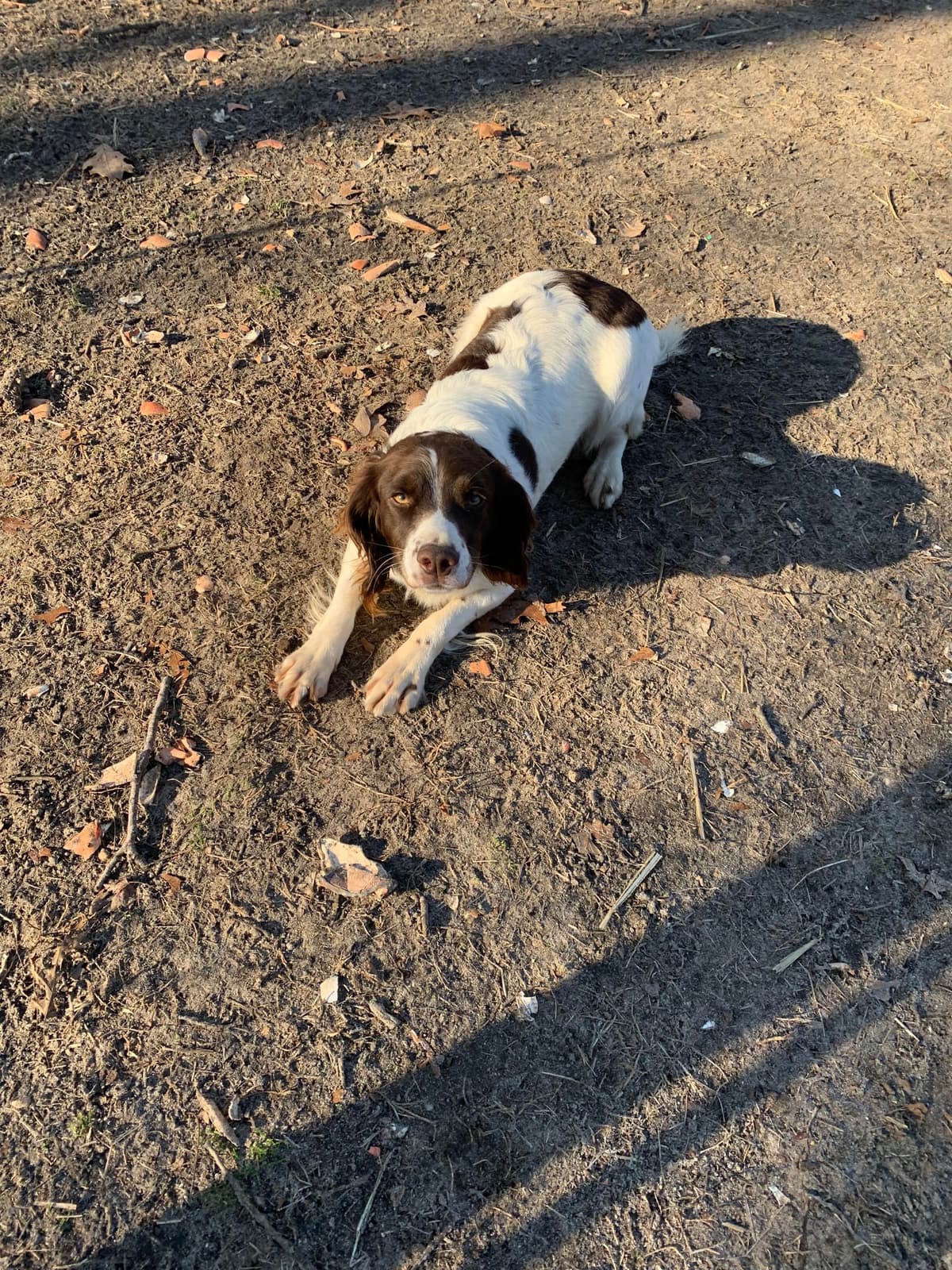 English Springer Spaniel Puppies breeder image 4