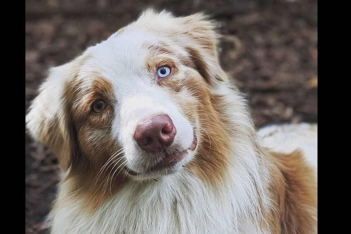 Australian Shepherd Puppies breeder image 2