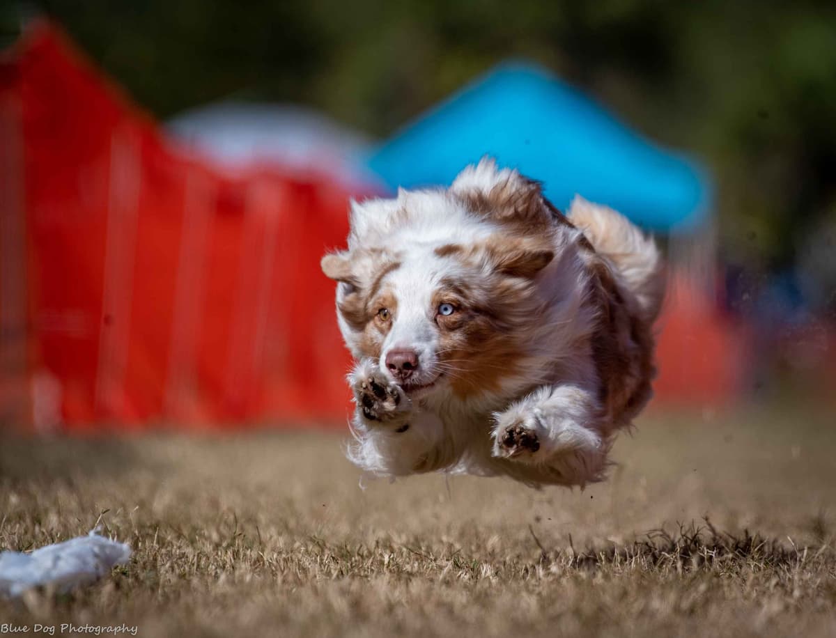 Australian Shepherd Puppies breeder image 4