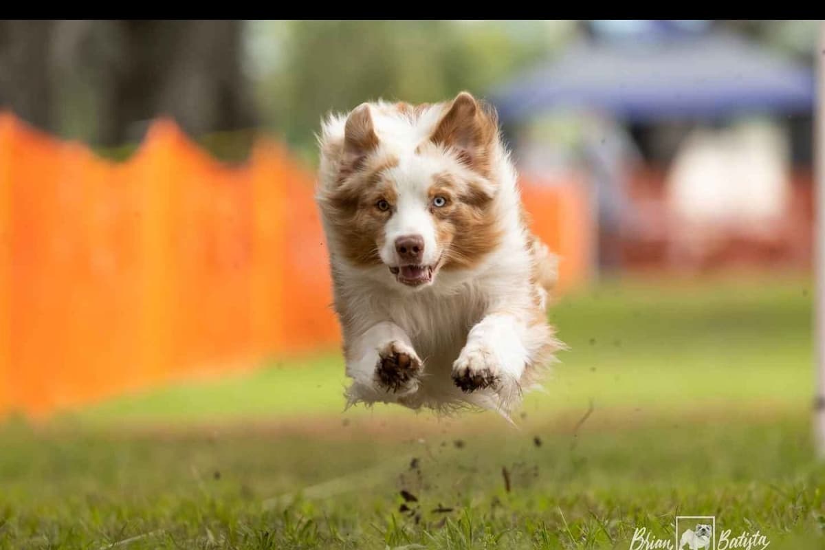 Australian Shepherd Puppies breeder image 6