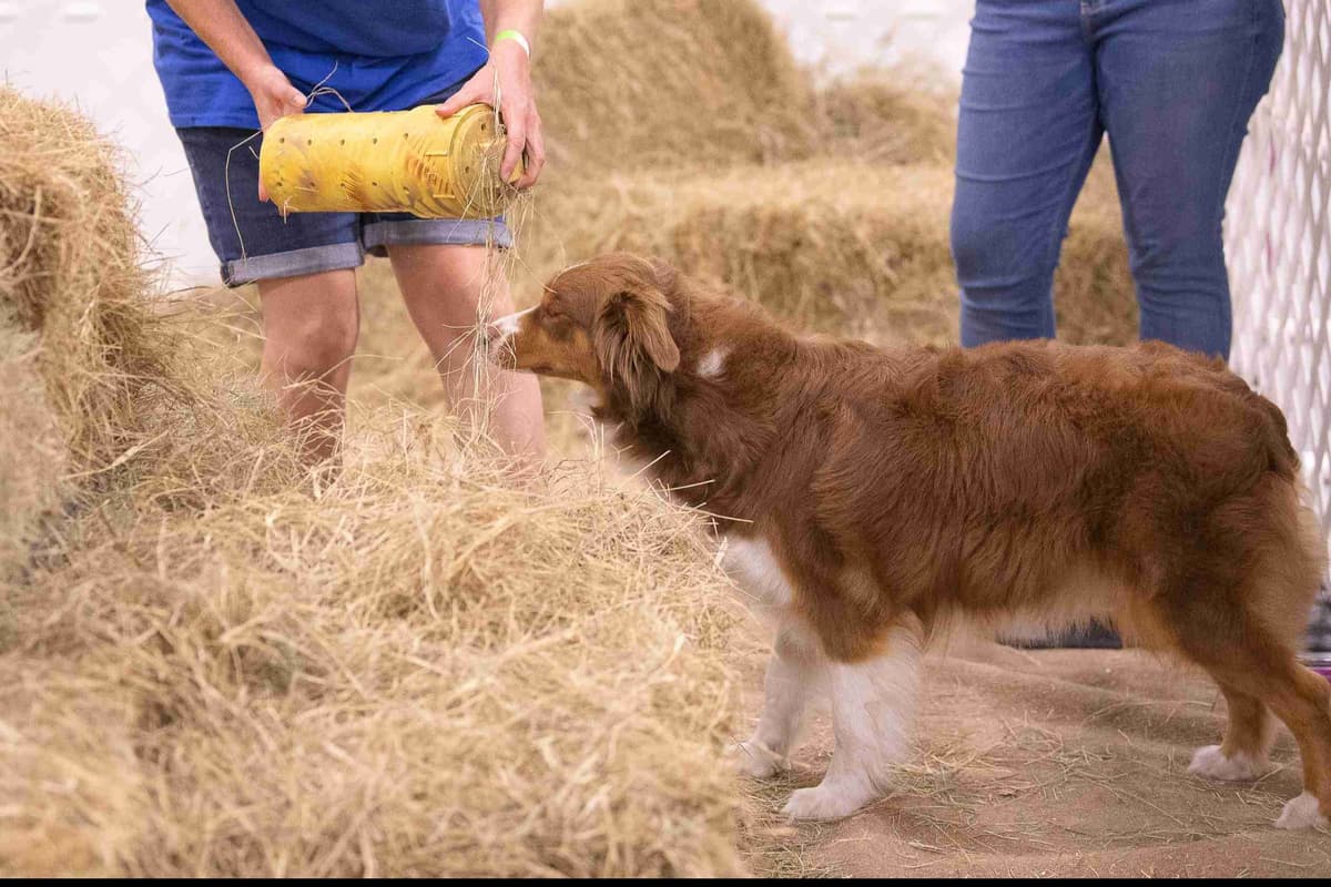 Australian Shepherd Puppies breeder image 7