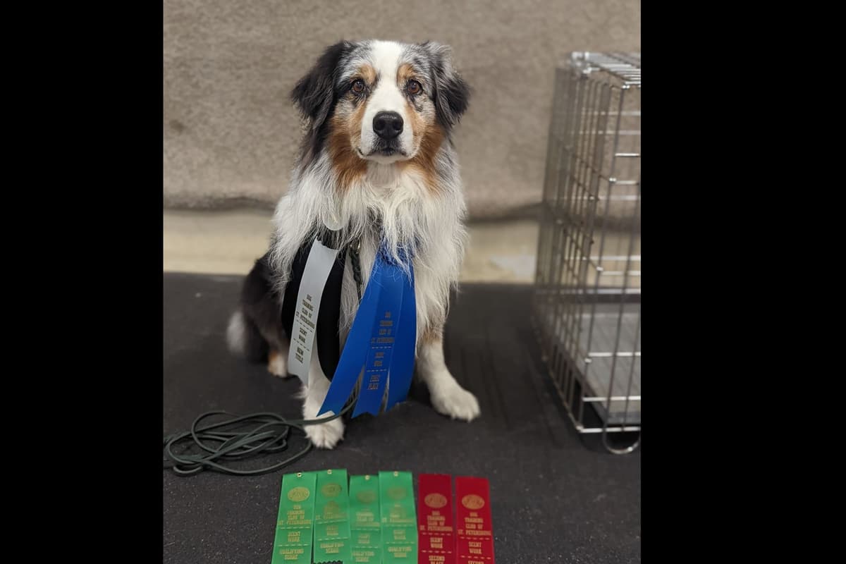 Australian Shepherd Puppies breeder image 5