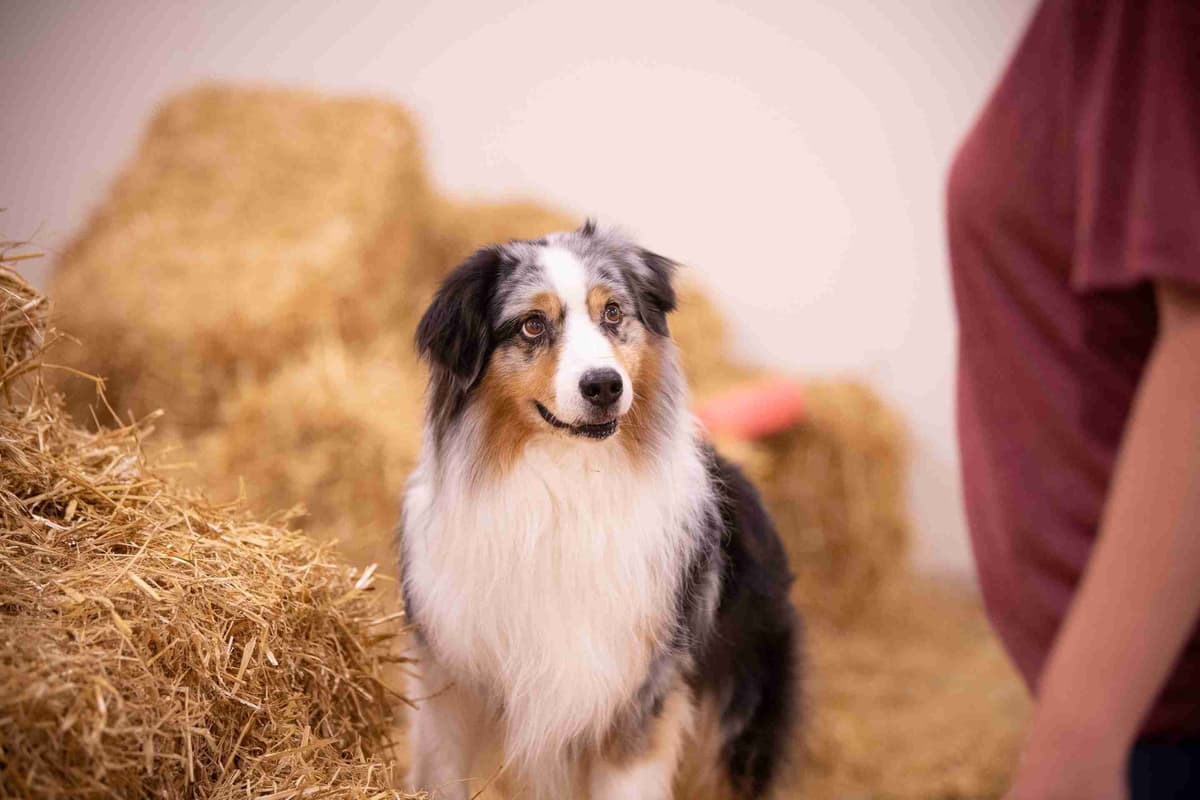 Australian Shepherd Puppies breeder image 9
