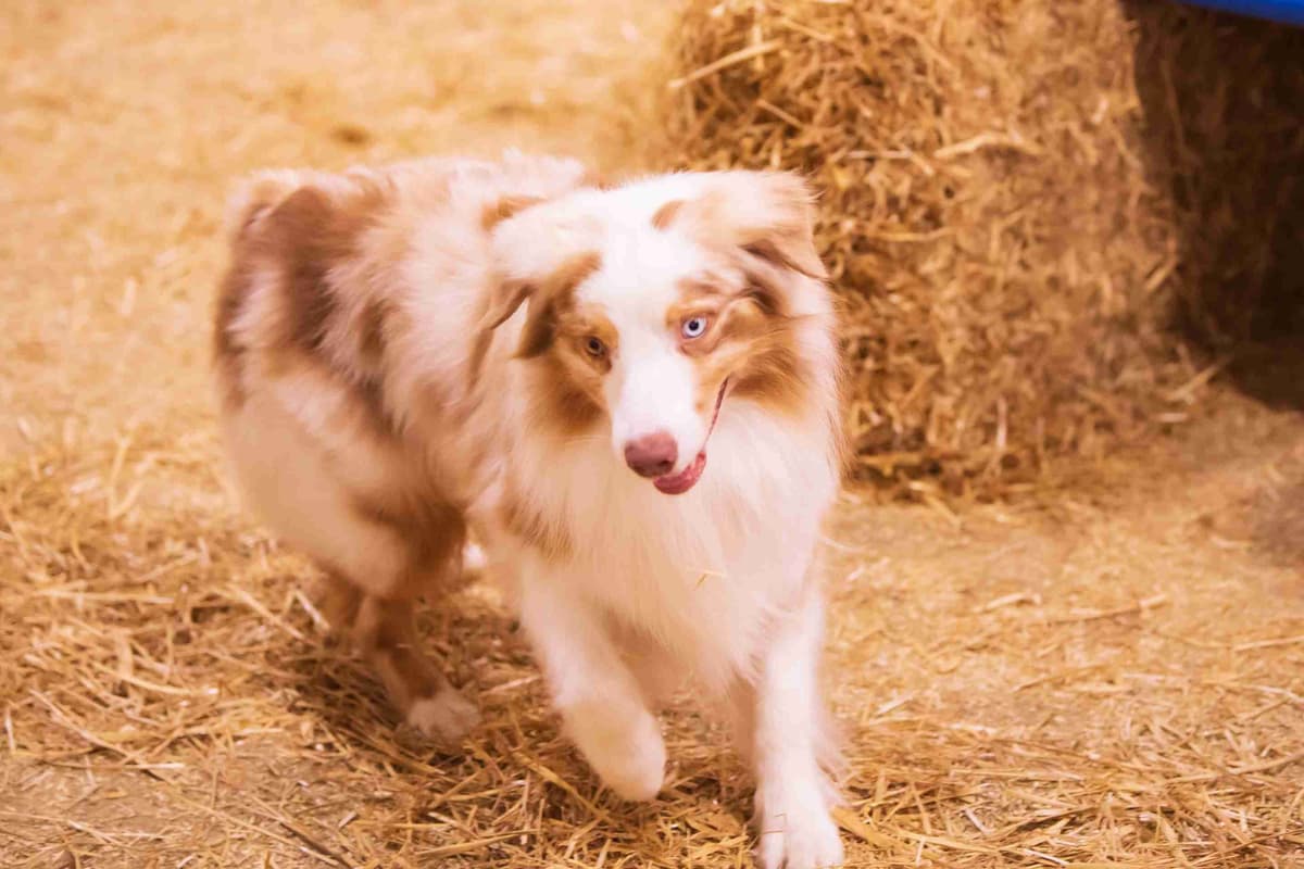 Australian Shepherd Puppies breeder image 10