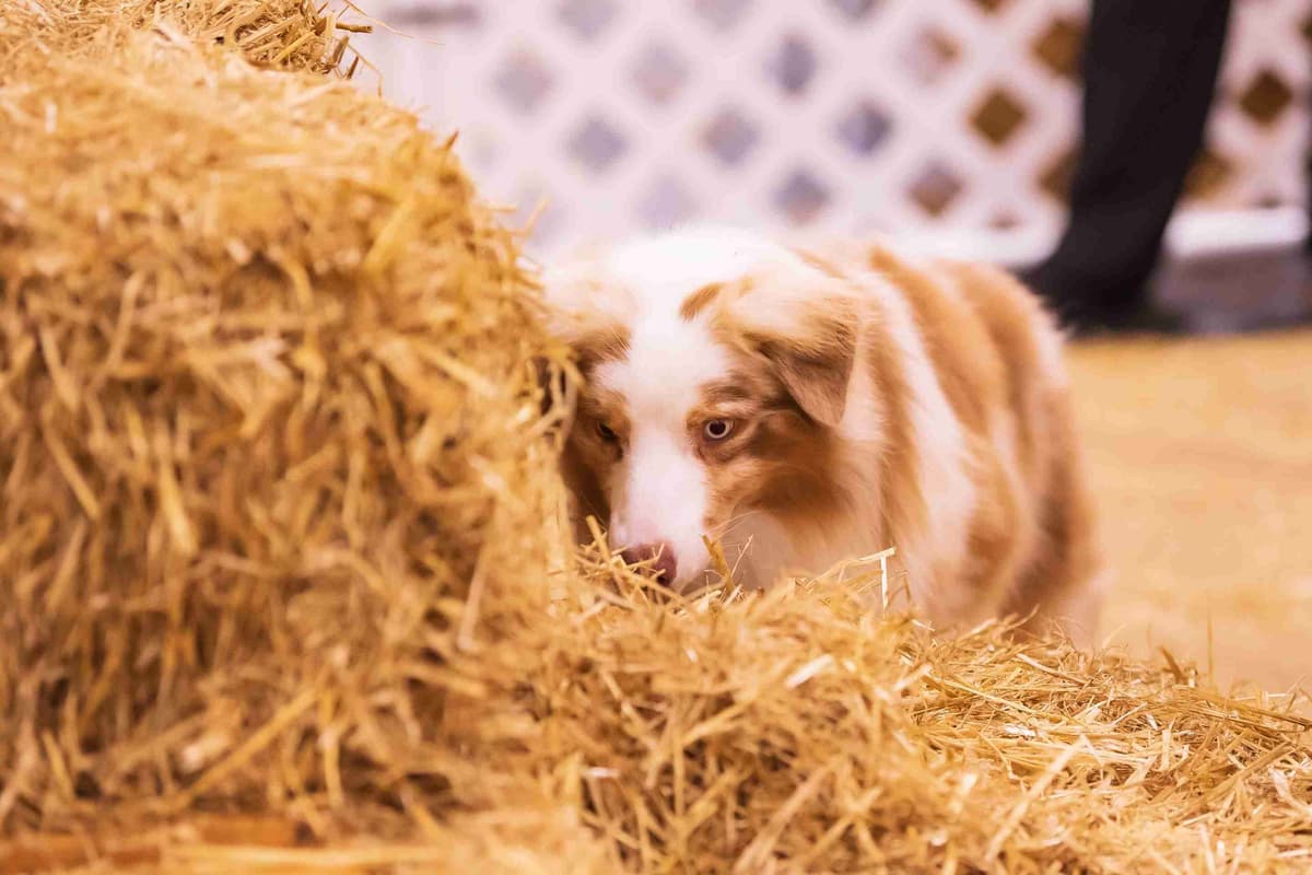 Australian Shepherd Puppies breeder image 11