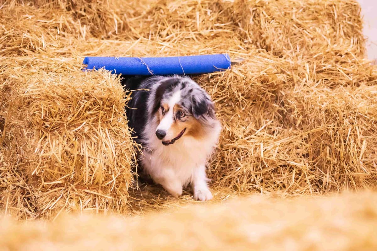 Australian Shepherd Puppies breeder image 12