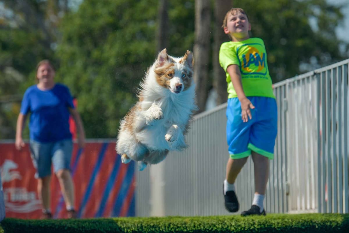 Australian Shepherd Puppies breeder image 14