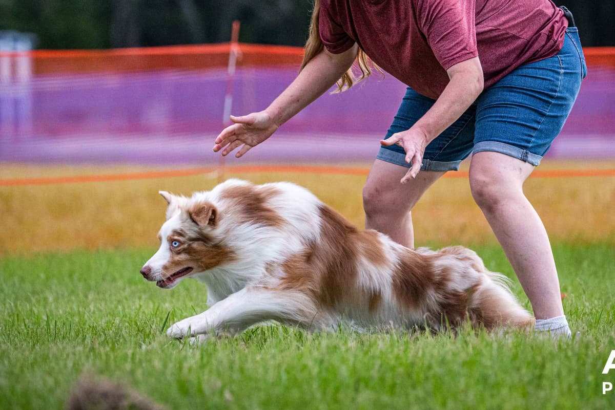 Australian Shepherd Puppies breeder image 16