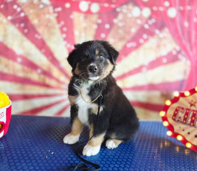 Australian Shepherd Puppies media 2