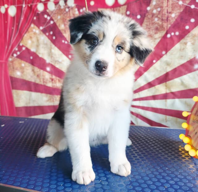 Australian Shepherd Puppies media 6