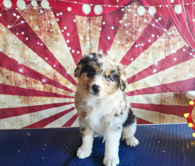 Australian Shepherd Puppies media 4